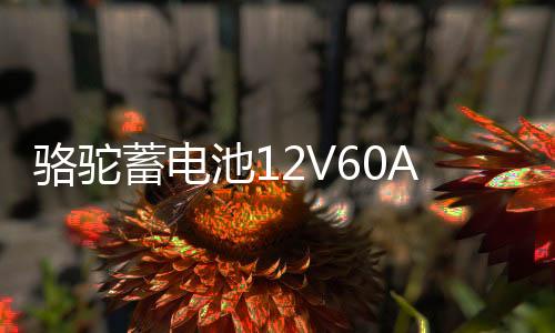 骆驼蓄电池12V60AH适配比亚迪F3起亚K3东风风光580汽车电瓶55D23下载