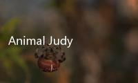 Animal Judy: Hamster care下载